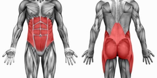 Músculos del cuerpo encargados de la función del core.